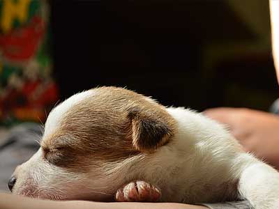 criadero de jack russell terrier y dachshund miniatura pelo duro