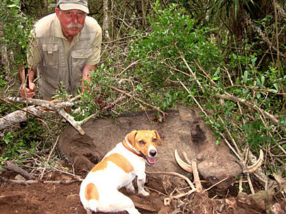 criadero de jack russell terrier aguer hunter