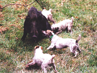 criadero de jack russell terrier aguer hunter